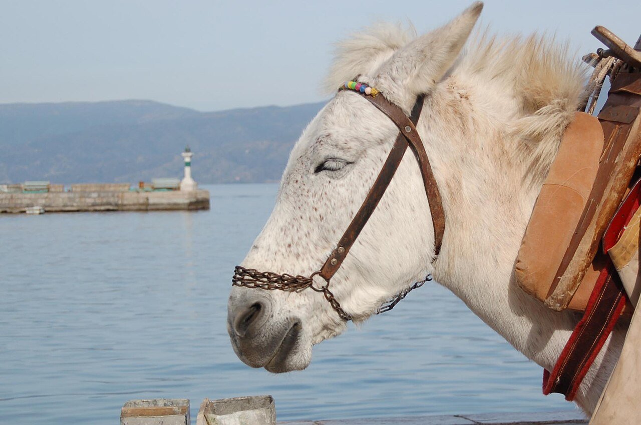 Σαλαμίνα νησί Σαρωνικός ιστορία